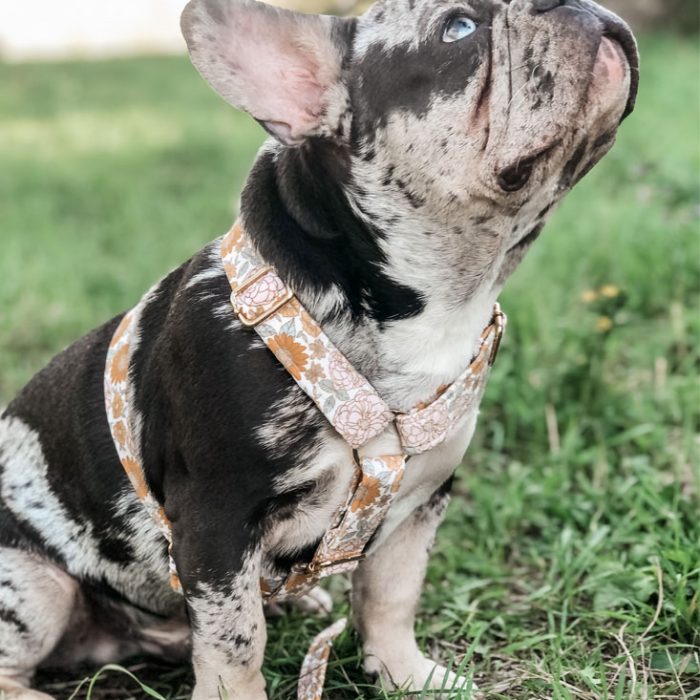 Franse bulldog met hondentuigje