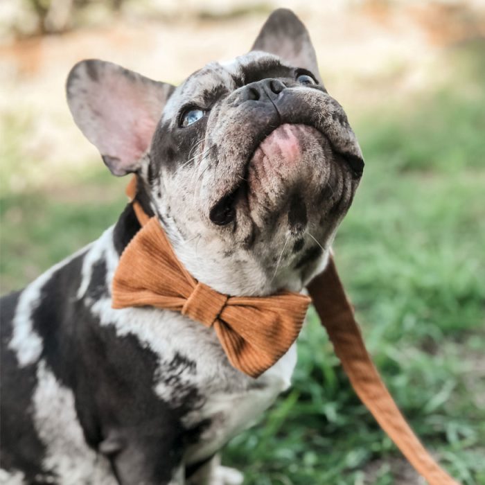 Franse buldog met herfst honfdenvlinderdas