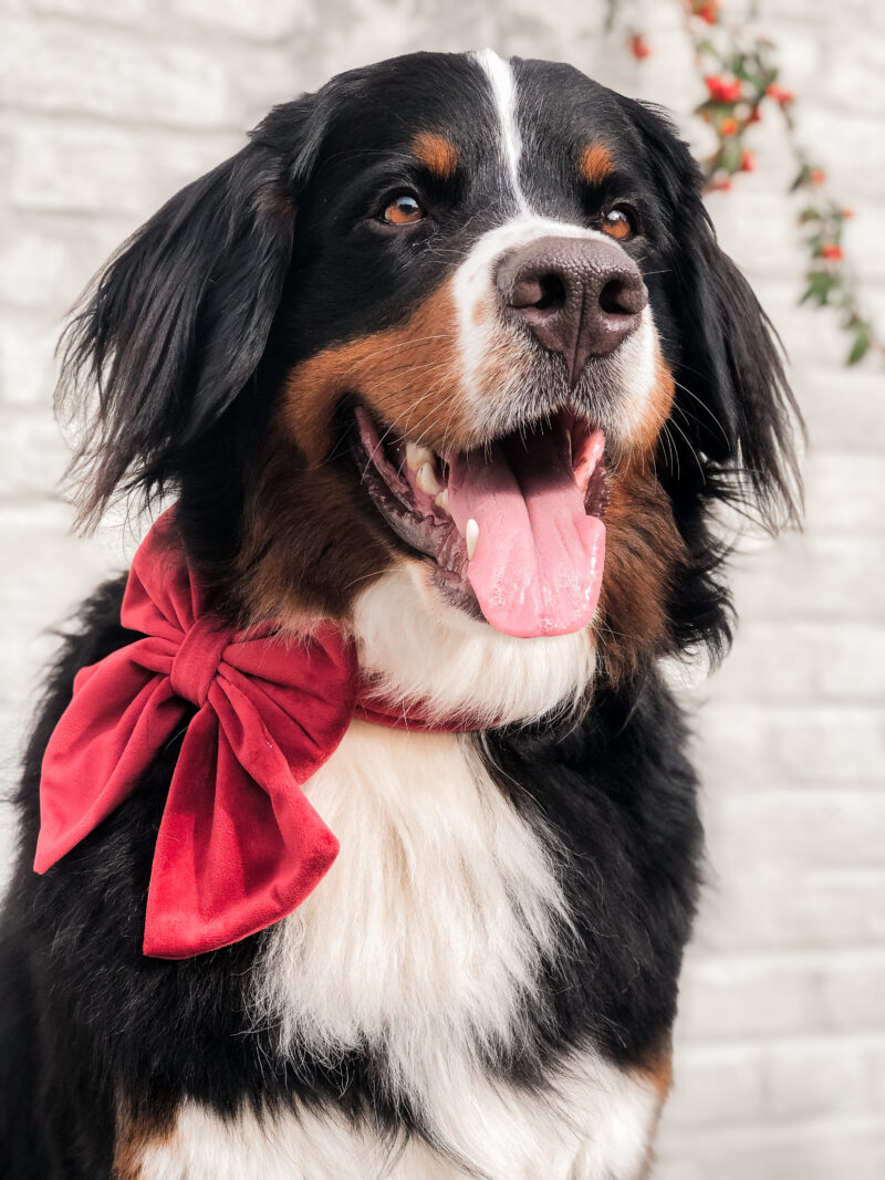 Berner met rode kerststrik