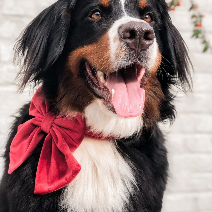 Berner met rode kerststrik