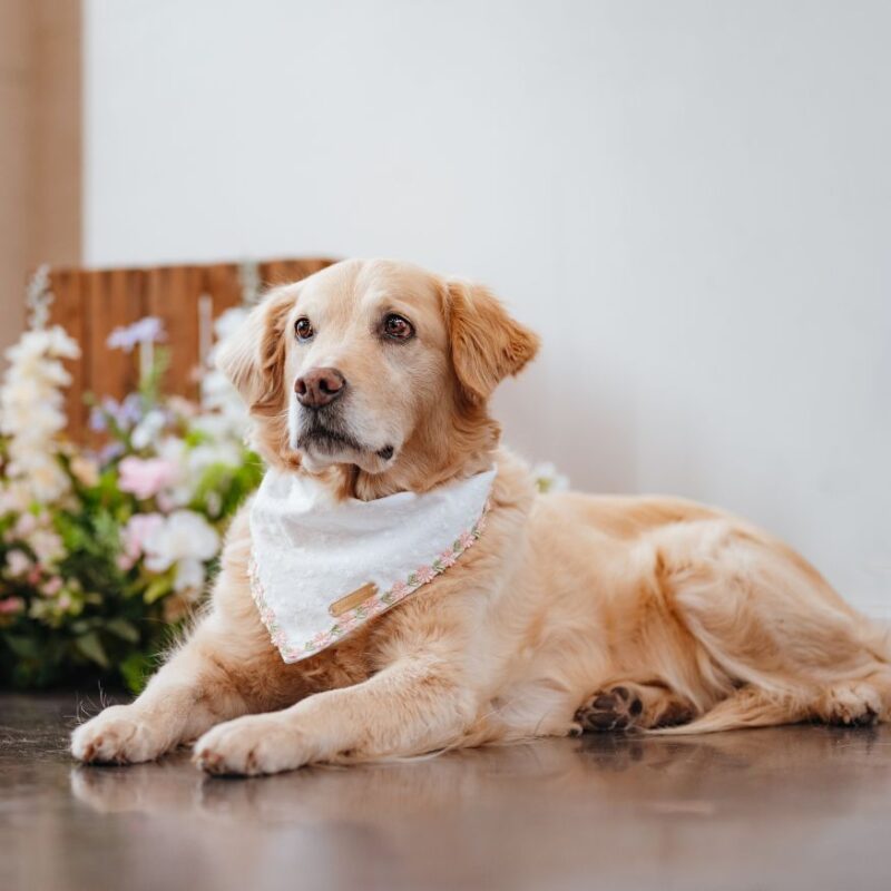 Vow hondenbandana - Afbeelding 2